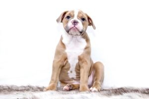 puppy, bulldog, dog, sweet, pet, puppy, animal, dog, dog, dog, dog, dog